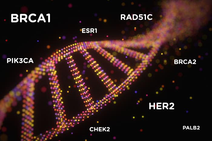 Structure de la molécule d’ADN